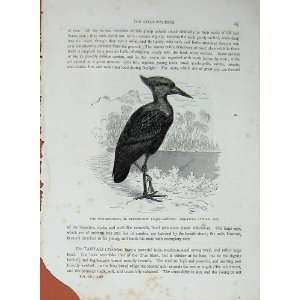   CassellS Birds C1870 Hammer Head Ibis Tantalus Shadow