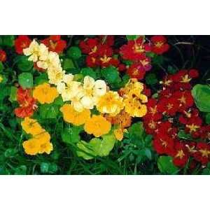  Renees Garden Nasturtium Seeds Patio, Lawn & Garden