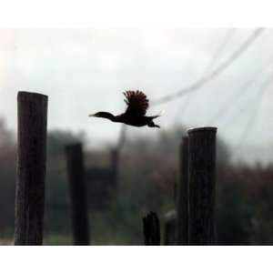  Taking Flight Above the Hackensack River