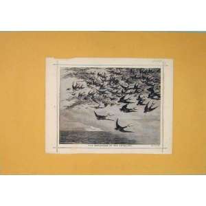  C1892 Swallows Birds Flock Antique Print Fine Art: Home 