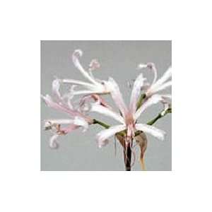  NERINE BOWDENII NIKITA: Pet Supplies