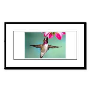    Small Framed Print Male Calliope Hummingbird: Everything Else