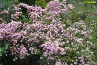 Calytrix tetragona Fringe myrtle is a bushy shrub growing 1.5   2m 
