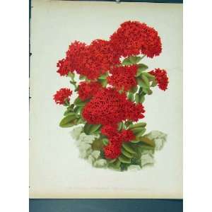  Scarlet Stonecrop Flower Colour Antique Print C1880