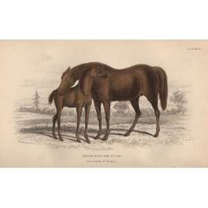    Jardine 1884 Engraving of the Brood Mare & Foal Toys & Games
