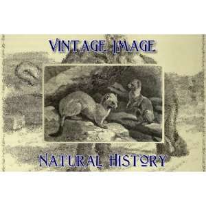   Card Vintage Natural History Image Stoat:  Home & Kitchen