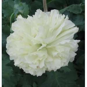  250 WHITE CLOUD PEONY POPPY Papaver Peoniflorum Flower 