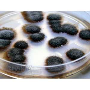 Stachybotrys Selective Agar (10 per pack)  Industrial 