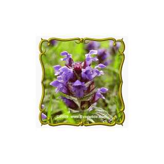  1 Lb Heal All (Prunella vulgaris) Bulk Wildflower Seeds 