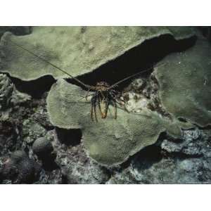  A Spiny Lobster Seeks Shelter under a Coral Ledge 