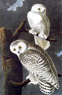 Audubon Snowy Owl HUGE Fine Art Folio Edition  