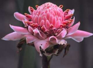 PINK TORCH GINGER * EXOTIC SEEDS  