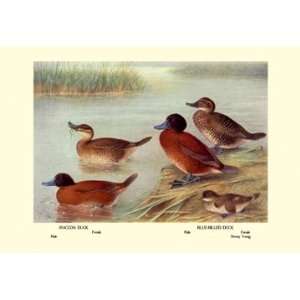    Maccoa and Blue Billed Ducks 20X30 Poster Paper