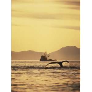 View of Humpback Whale Tail and Fishing Boat, Inside Passage, Alaska 