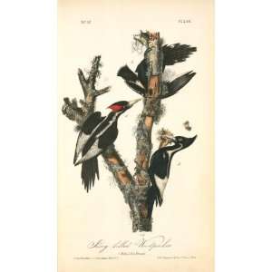   42 inches   Ivory billed Woodpecker. 1. Male. 2.
