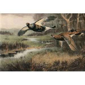  Flying Grouse over stream Etching Thorburn, Archibald 