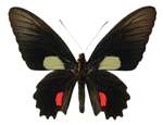 Unmounted Butterfly   Parides cutorina ♂♀ A1  