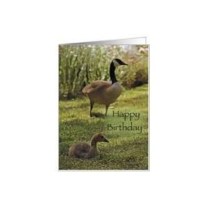  Canada Geese  Grand Nephew Birthday Card Health 