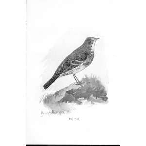  Rock Pipit By Stannard Favourite Song Birds 1897