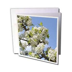  Patricia Sanders Flowers   Spring Blossoms  White 