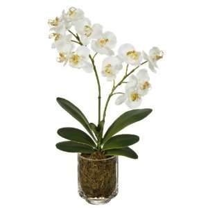   Phalaenopsis Orchid Artificial Plant in Moss/Glass
