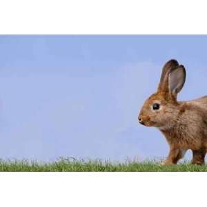  Hase Auf Der Wiese   Peel and Stick Wall Decal by 