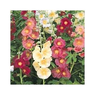  Fordhook Giant Hollyhock Mix 50 Seeds  Alcea Perennial 