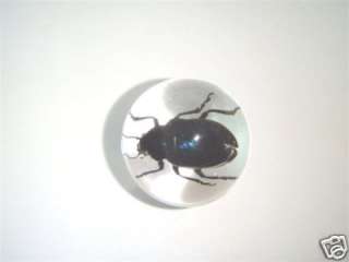 cm Sphere / Marble   Blue Leaf Beetle Specimen(Clear)  
