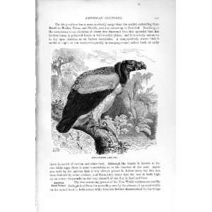  NATURAL HISTORY 1895 KING VULTURE AMERICAN BLACK BIRD 