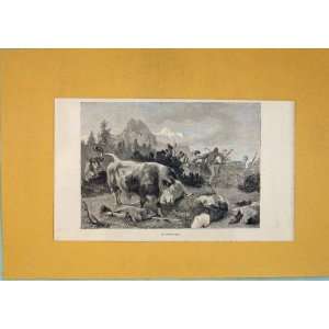  Intruder Bull Picnic Mountain Switzerland Antique Print 