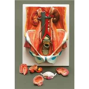 Male & Female Urinary System  Industrial & Scientific