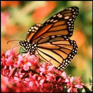  Monarch Butterfly postage stamps