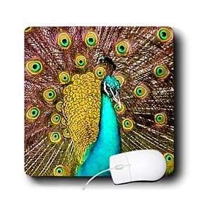  Birds   Colorful Peacock   Mouse Pads Electronics