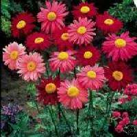 Pyrethrum Daisy 50 Flower Seeds ~Perennial Pinks & Reds  
