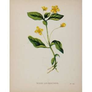  1898 Botanical Print Yellow Pimpernel Wood Loosestrife 
