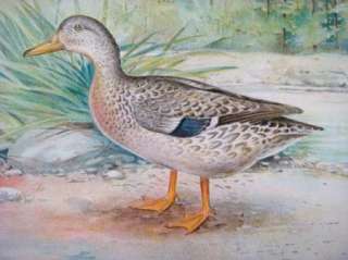 Antique Offset Lithograph Vintage Mallard Duck Bird Print  
