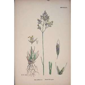  Heath Hair Grass Flower Plant Colour Antique Print
