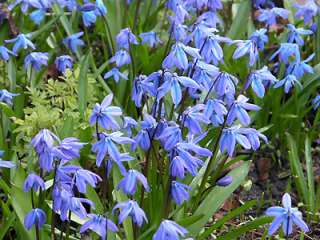 Blue Lily Scilla Flower Bulbs Perennial Plants UNIQUE  