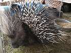 porcupine quills  