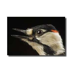 Redcockaded Woodpecker North Carolina Zoo Giclee Print  