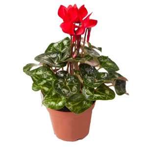  cyclamen 4 inch assorted colors