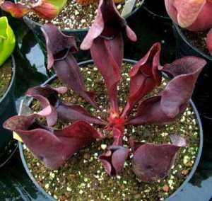 Sarracenia purpurea var purpurea   red pitcher plant  