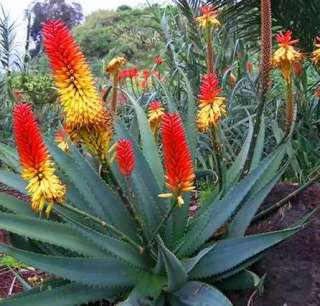   seeds aloe africana is a solitary plant with an erect stem up to 2 m