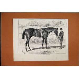  1876 Apology Racehorse Winner Gold Cup Ascot Print: Home 