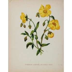  1898 Botanical Print Cistus Rock Rose Helianthemum 