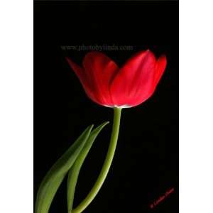  Linda Shier Red Tulip 8 x 10 Glossy Print with Single Mat 