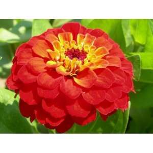  Romber Red Zinnia Seed Pack Patio, Lawn & Garden