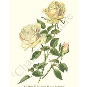   Botanical Yellow Rose Print Bourbon Rose