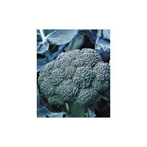  Windsor Broccoli Seed Pack Patio, Lawn & Garden