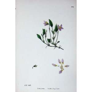  Botany Plants C1902 SmithS Dog Violet Viola Lactea